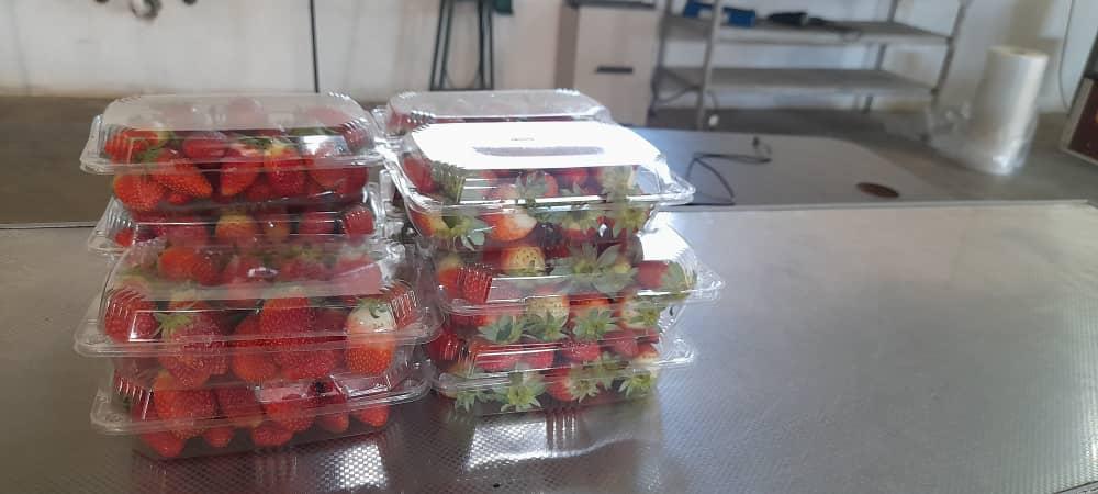 Strawberry Harvest