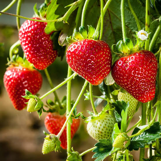 Strawberries at Tillage Village Farm